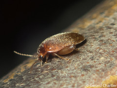 Marsh Beetle (Scirtidae)