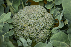 20191126_2569_7D2-123 Broccoli ready to eat (330/365)
