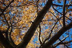 Autumn Scene Northeast Park.
