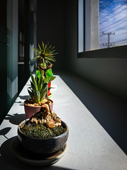 Plants in a Sunny Spot, Bang Pa-in