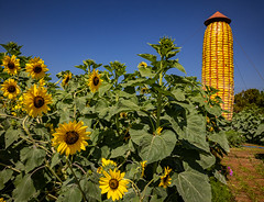 Sunflowers @ Suwan Corn Farm, Nakhon Ratchasima