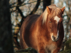 Horse in Slottsskogen