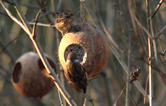 Eurasian tree sparrow, Passer montanus, Pilfink