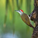 Grey Woodpecker (Dendropicos goertae)