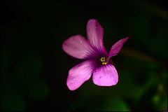 Fleur violette - 334/365