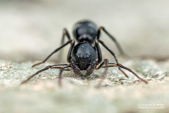 Ant-like sac spider (Serendib sp.) - DSC_1133