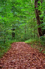 A Portrait Orientation to a Path Covered in Fallen Leaves (Mammoth Cave National Park)
