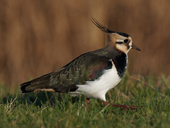 Magnetic Lapwing