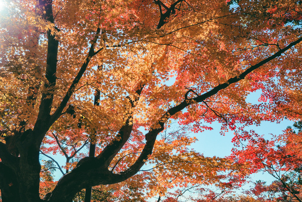 Kyushu Autumn Tour-137