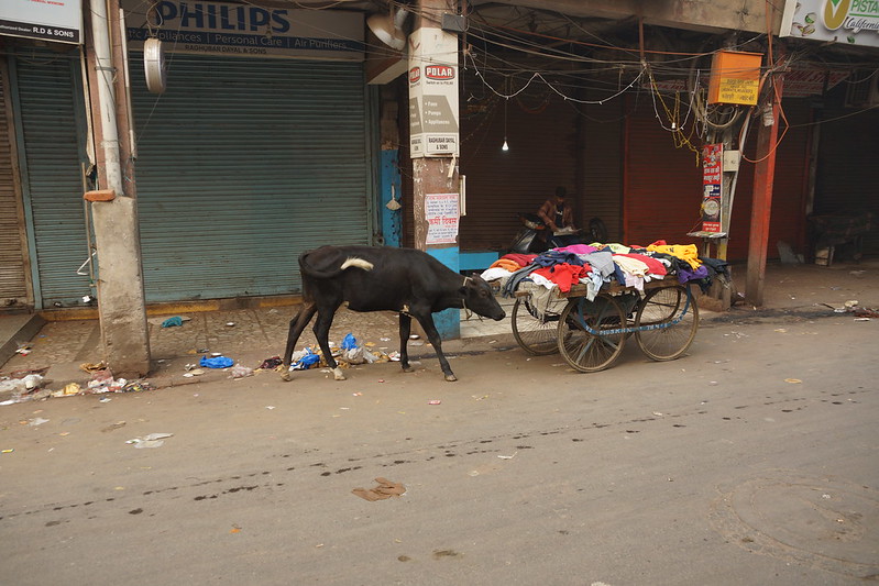 Cow in the Street<br/>© <a href="https://flickr.com/people/96654411@N02" target="_blank" rel="nofollow">96654411@N02</a> (<a href="https://flickr.com/photo.gne?id=49174361031" target="_blank" rel="nofollow">Flickr</a>)