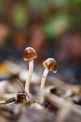 319/365 macro mushrooms