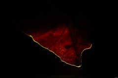 Autumn leaf - 340/365