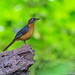 White-crowned Robin Chat (Cossypha albicapilla)