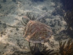 Green Sea Turtle - Chelonia mydas Akumal Bay, Mexico