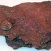 Fossiliferous oolitic ironstone (Brassfield Formation, Lower Silurian; Bainbridge, Ross County, Ohio, USA) 1