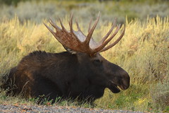 Male Moose Lying Down Resting 1