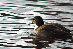 Duck in a pond, Göteborg, Sweden