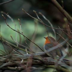 European robin, Erithacus rubecula, rödhake