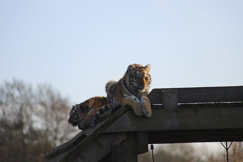 Tiger Cubs Perched<br/>© <a href="https://flickr.com/people/145063577@N05" target="_blank" rel="nofollow">145063577@N05</a> (<a href="https://flickr.com/photo.gne?id=49201141502" target="_blank" rel="nofollow">Flickr</a>)