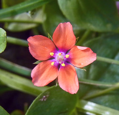Pimpernel Definition And Meaning