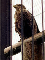 Zoo, White-tailed eagle, Haliaeetus albicilla, Havsörn