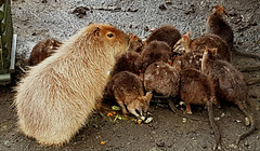 Zoo, Capybara, Hydrochoerus hydrochaeris