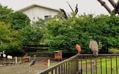Flamingo, Ibis, Crane, Peafowl (female), geese, duck