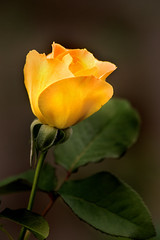 Yellow Rose of MD 3-0 F LR 10-12-19 J486