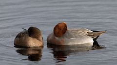 Wigeons afternoon nap