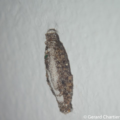 Bagworm Moth Caterpillar (Tineidae)