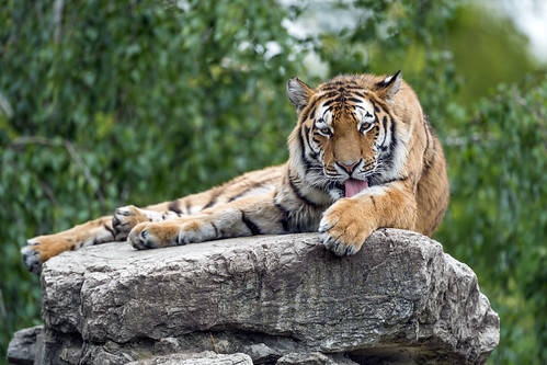 Tigress licking her paw