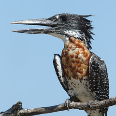 Giant Kingfisher, Megaceryle maxima, at Kruger National Park, South Africa - male