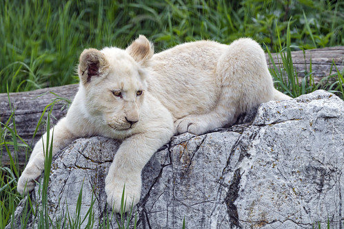 Lion cub on the roc