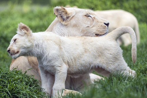 Cub and mother