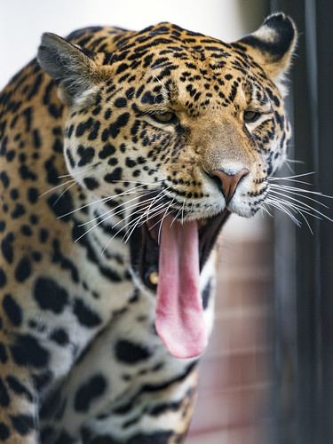 Jaguaress yawning widely