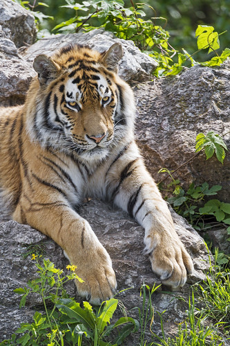 Another young tiger on the rock