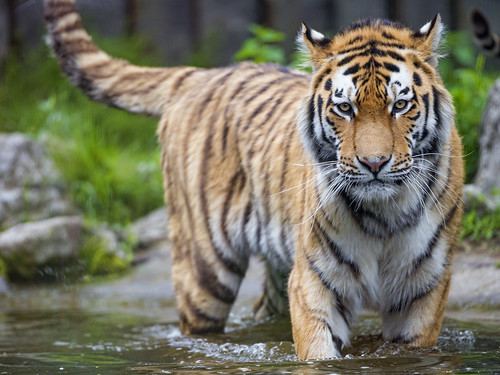 Young tiger standing in the water