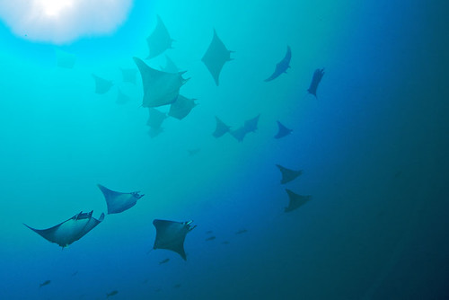 School of Manta rays