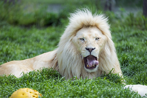 The male white lion starting to yawn