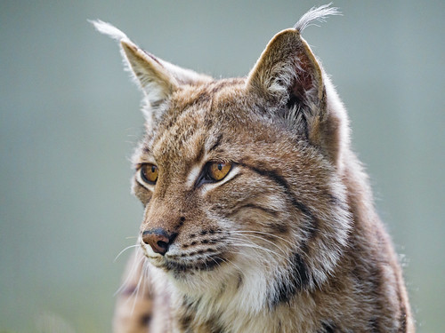 Last lynx portrait