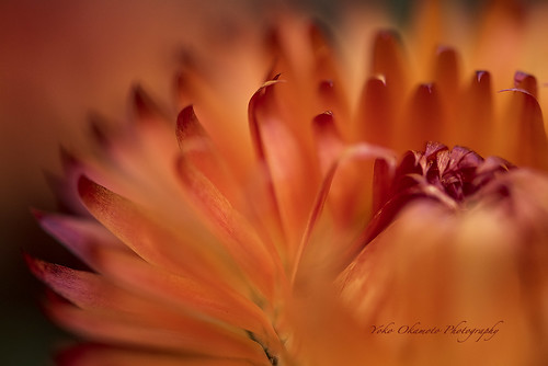 帝王貝細工 Helichrysum A Photo On Flickriver