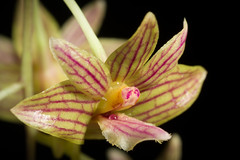 [Flores Island of Lesser Sunda Islands, Indonesia] Dendrobium floresianum Pink Stripes type '#190901' Metusala & P.O'Byrne, Orchid Rev. 117: 99 (2009)