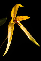 [Surigao Mindanao Island, Philippines] Bulbophyllum williamsii A.D.Hawkes, Lloydia 14: 93 (1956)