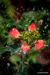 Anglų lietuvių žodynas. Žodis foliage plant reiškia augalų lapai lietuviškai.