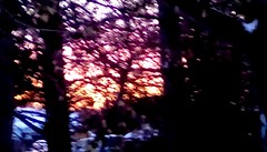 Trees at sunset - TMT Menominee Michigan