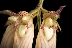 [Thailand] Bulbophyllum longissimum 'Fujio' SM/JOGA (Ridl.) J.J.Sm., Bull. Jard. Bot. Buitenzorg, sér. 2, 8: 25 (1912)