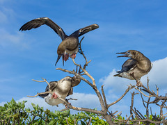 Three juvenile red-footed boobies (Sula sula) squabble over a perch