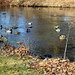 Ducks at Milham Park