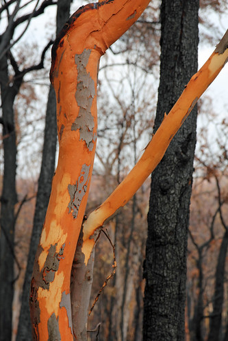 Bushfire Aftermath