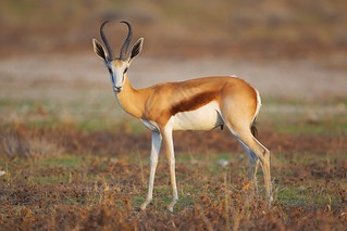 South Africa Hunting Safari23